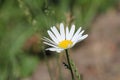 Daisy Ox-Eye Chrysanthemum Leucanthemum